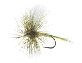 Aurivillii Olive Daiichi 1180 #12